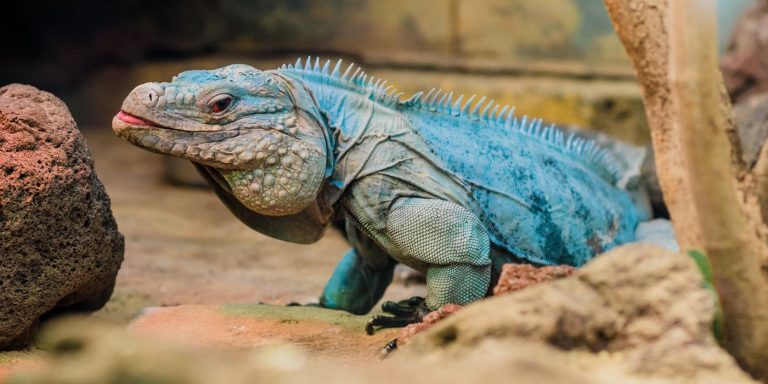 20 Fakta Terungkap tentang Iguana yang Mungkin Belum Anda Tahu