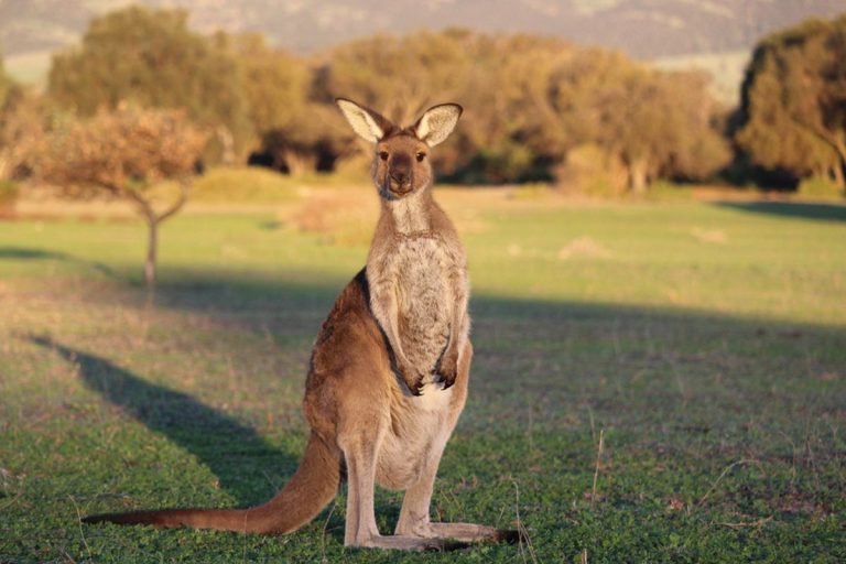 11 Keunikan Kangguru yang Akan Membuat Kamu Terkagum-Kagum