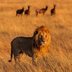 20 Fakta Menarik Tentang Singa