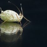 10 Fakta Menarik tentang Kutu