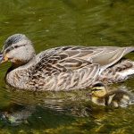 8 Fakta Menarik Tentang Bebek