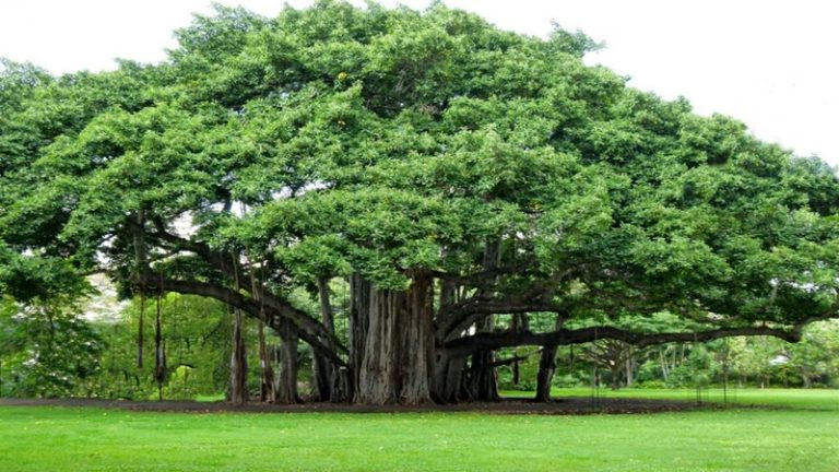 10 Fakta Menarik tentang Pohon Beringin