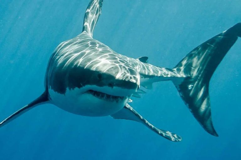 Fakta Menarik tentang Ikan Hiu, Predator Laut yang Misterius dan Menakjubkan