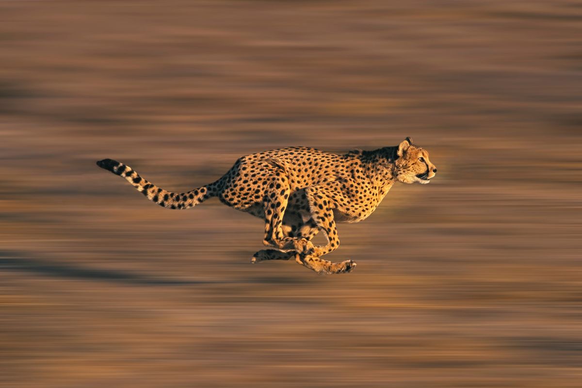 10 Fakta Menarik tentang Cheetah, Kucing Tercepat di Dunia