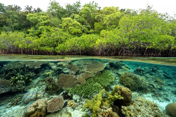 Hutan Bakau, Garda Terdepan Perlindungan Pesisir dan Iklim