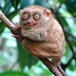 Tarsius Peleng, Primata Unik yang Terancam Punah di Sulawesi