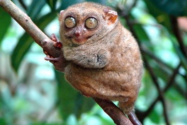 Tarsius Peleng, Primata Unik yang Terancam Punah di Sulawesi Tarsius Peleng, Primata Unik yang Terancam Punah di Sulawesi