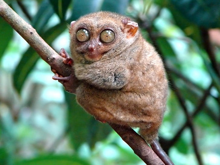 Tarsius Peleng, Primata Unik yang Terancam Punah di Sulawesi