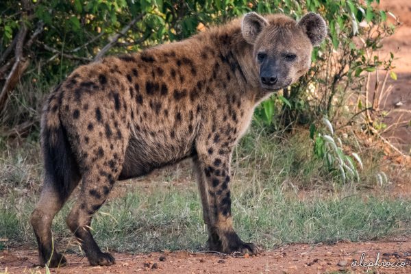 10 Fakta Menarik tentang Hyena Bercorak